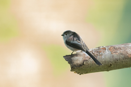 Long-Tailed Tit, High Batts