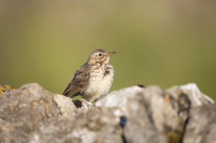 Meadow Pipit, Yorkshire Dales