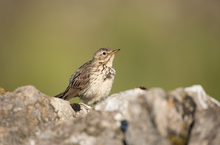 Meadow Pipit, Yorkshire Dales