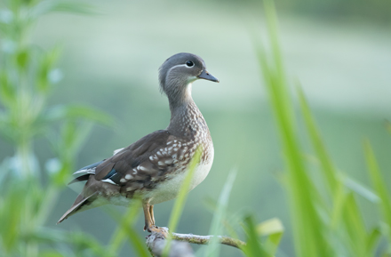 Kingfisher, High Batts
