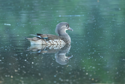 Mandarin, High Batts