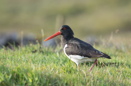 Oystercatcher, Coverdale