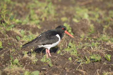 Oystercatcher, Coverdale