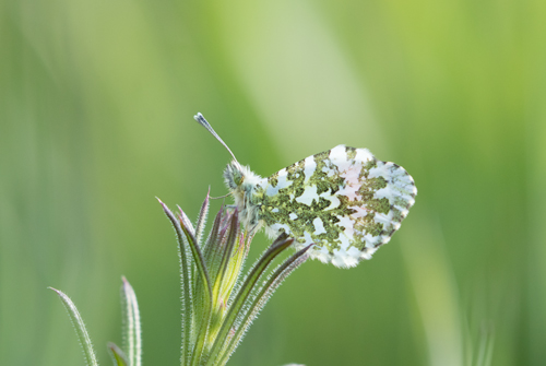 Orange tip butterfly, Yorkshire