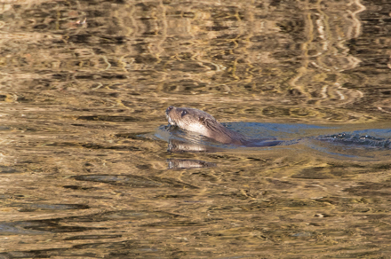 Otter, High Batts