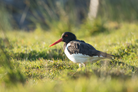 Oyster Catcher, Yorkshire Dales