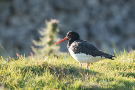 Oyster Catcher, Yorkshire Dales