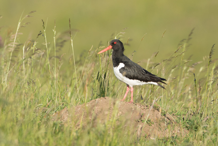 Oyster Catcher, Yorkshire Dales