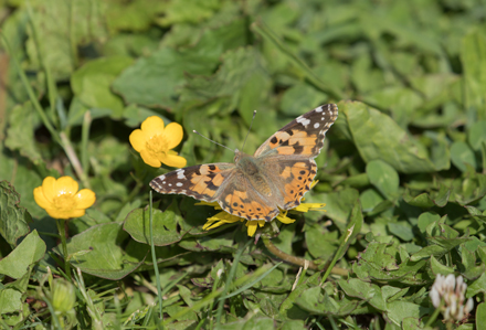 Painted Lady, High Batts