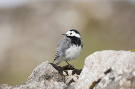 Pied Wagtail, Yorkshire Dales