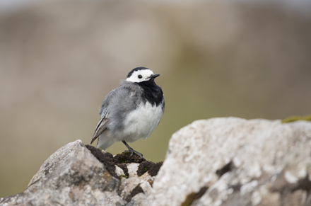 Pied Wagtail, Yorkshire Dales
