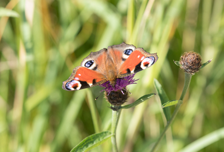 Peacock Butterfly, Timble Ings