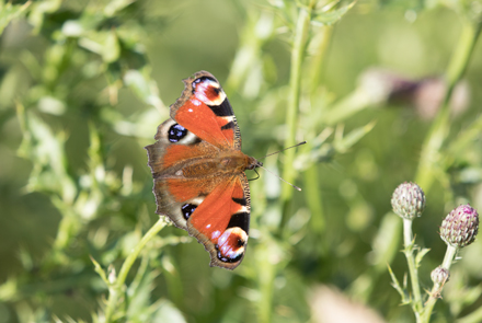 Peacock butterfly, Timble Ings