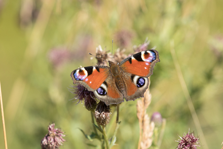 Peacock Butterfly, Timble Ings