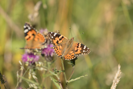 Painted Lady, Timble Ings