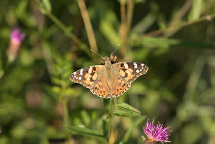 Painted Lady, Timble Ings