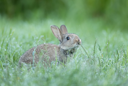 Rabbit, High Batts