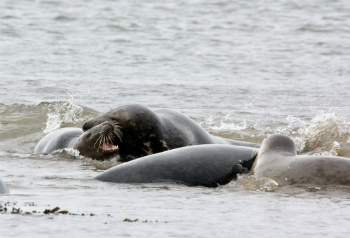Grey seals play fighting