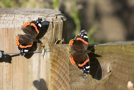 Red Admiral, Timble Ings