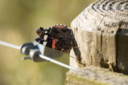 Red Admiral, Timble Ings