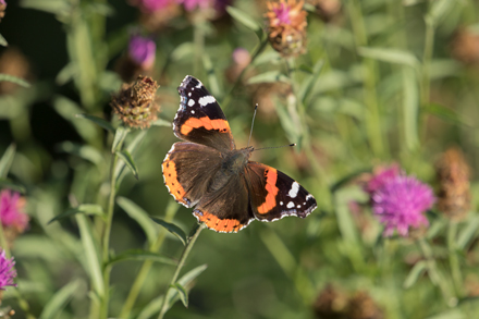 Red Admiral, Timble Ings