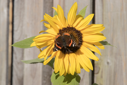 Red Admiral, Harrogate