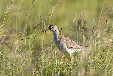 Redshank, Yorkshire Dales