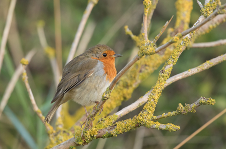 Robin, Donna Nook