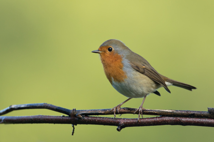 Robin, High Batts