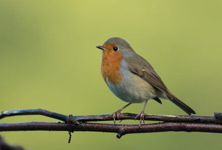 Robin, High Batts