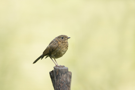 Juvenile Robin, High Batts