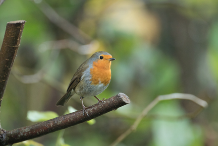 Robin, High Batts