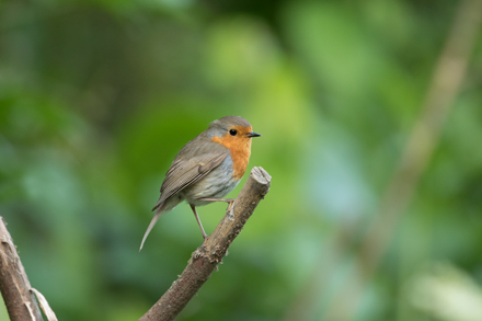 Robin, High Batts