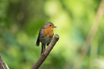 Robin, High Batts