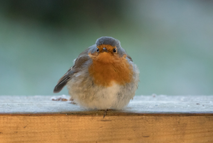 Robin, Leighton Moss