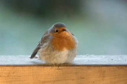 Robin, Leighton Moss