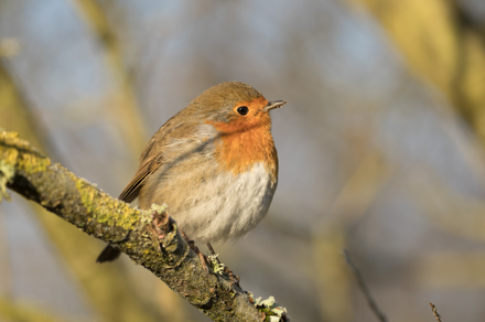 Robin, Leighton Moss