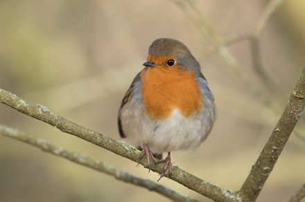 Robin, Leighton Moss