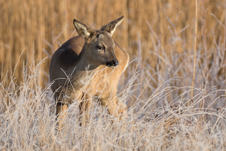 Roe Deer, Fairburn Ings