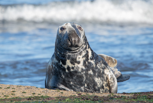 Grey seal bull