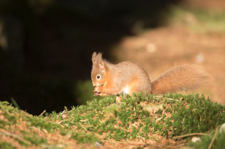 Red Squirrel, Yorkshire Dales
