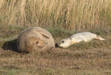 Grey seal and pup, Donna Nook