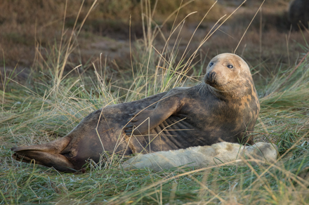 Grey seal, Donna Nook