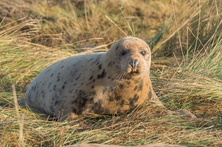 Grey seal, Donna Nook