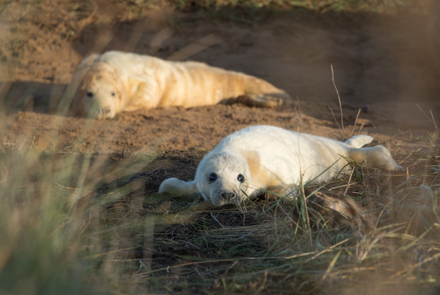 Grey seal pups, Donna Nook