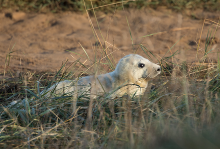 Grey seal pup, Donna Nook