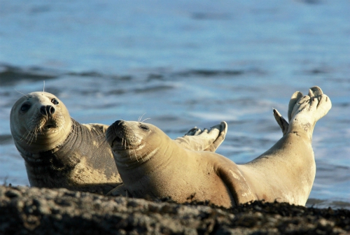 Grey seals, Ravenscar