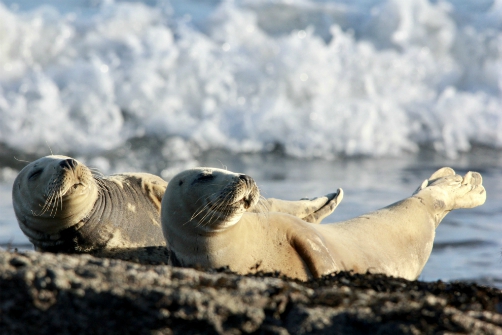 Grey seals, Ravenscar