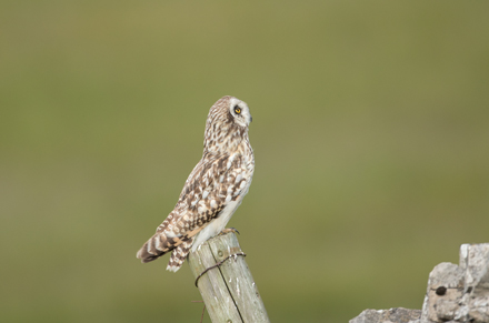 Short-Eared Owl, Yorkshire Dales