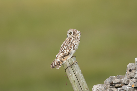 Short-Eared Owl, Yorkshire Dales